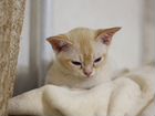 Котёнок Европейская Бурма объявление продам