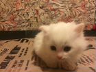 Котёнок турецкой Ангоры мальчик объявление продам