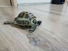 Сухопутная черепаха объявление продам