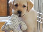 Самые лучшие щенята-Лабрадора(подарок для ребёнка) объявление продам