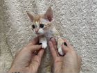 Котята породы Девон-рекс объявление продам