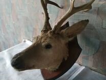 Авито олень. Чучело головы оленя. Олень оторвал голову оленю.