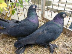 Продам узбекских голубей