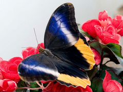 Живые тропические бабочки Лучшие Подарки