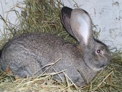 Самки кролика породы Фландр