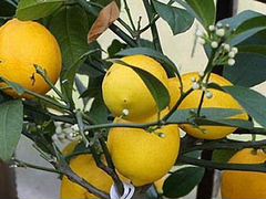 Лимон сортовые идеальный подарок всем и др. цветы