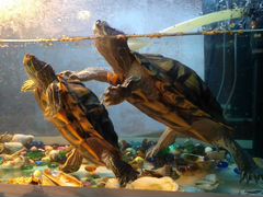 Водяные красноухие черепахи (2 разнополые, 4 года)