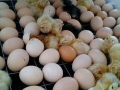 Яйца инкубационные (серебристые)
