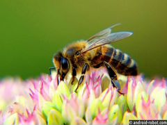 Пчелосемьи/пчелы