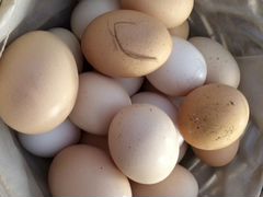 Яйцо инкубационное породистых кур