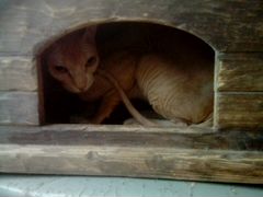 Дом для кошки или маленькой собачки из дерева разм
