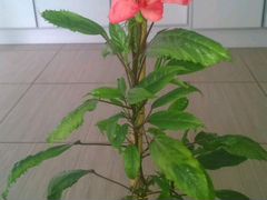 Гибискус (Китайская роза)
