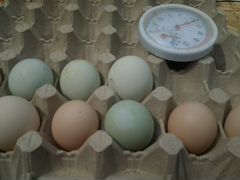 Яйца, инкубационные