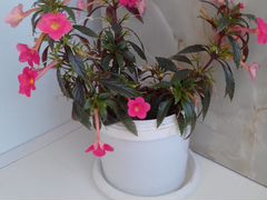 Комнатное цветущее растение Ахименес