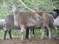 Катумские и Романовские овцы