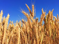 Пшеница и ячмень