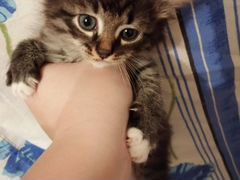 Отдам в добрые руки котёнка (котик) 1.5 месяца