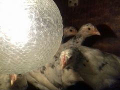 Цыплята породы пушкинская и легбар(голубое яйцо) ц