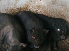 Вьетнамские вислобрюхие свинки