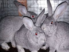Кролики породы "Советская шиншилла"