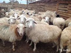 Продаются бараны и овцы