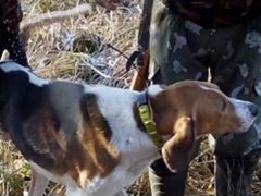 Пропала собака русская пегая гончая