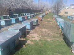 Пчелокомплекты Пчелопакеты