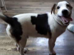 Найден щенок джек-рассел-терьера