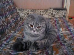 Кошка Вислоухая Шотландская (Кот)