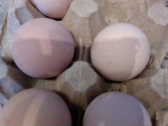 Инкубационное яйцо кур уток индеек перепелов