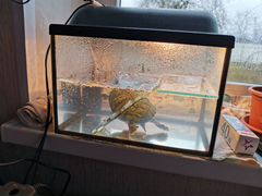 Аквариум Да черепахи краснушки