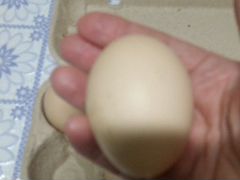 Инкубацыонное яйцо