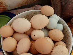 Инкубационное яйцо павлинов