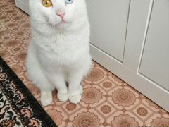 Красивый, разноглазый, глухой котик ищет доброг