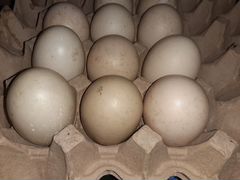 Инкубационные яйца,цыплята и индоутята под заказ