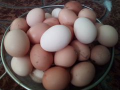 Инкубационные яйца домашние