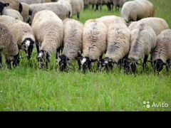 Овцы ярки свое хозяйство