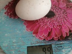 Яйцо инкубационное Голубой Фаворит