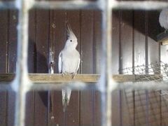 Попугай корелла белощекий