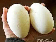 Инкубационное гусиное яйцо