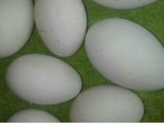 Яйцо гуся инкубационное