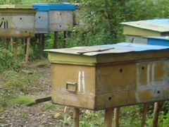 Продаются семьи пчёл вместе с ульями