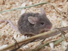 Мышки и крыски