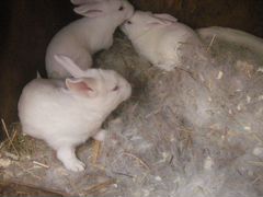 Кролики молодые
