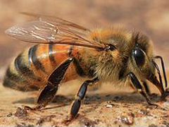 Пчелы с ульями
