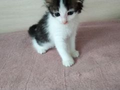 Ласковые игривые котята-девочки 1,5 месяца