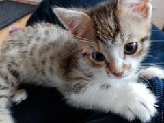Котёнок, 1.5 месяца