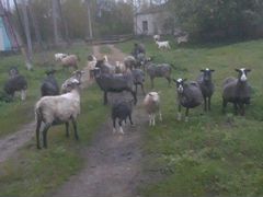 Овцы и Свинии