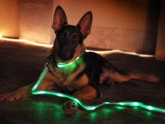 Поводки светодиодные для собак. Новые