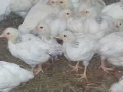 Цыплята1 месяц